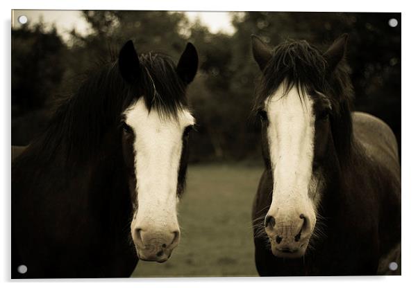 Horses on cold morning Killarney Acrylic by Aaron Fleming