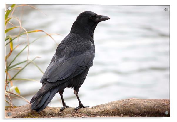  Crow by a lake Acrylic by Matthew Silver