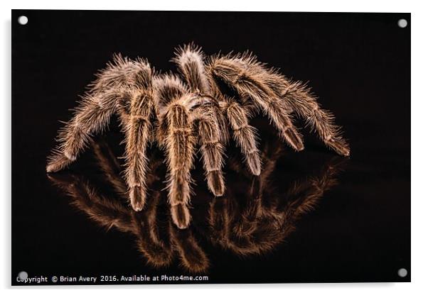 Reflections of a Spider Acrylic by Brian Avery