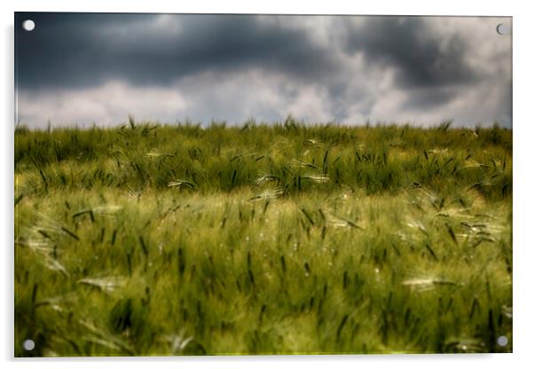  Wheat Field Acrylic by Brett watson