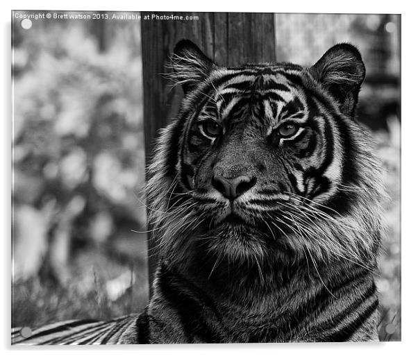 a proud tiger Acrylic by Brett watson