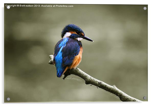 common kingfisher Acrylic by Brett watson