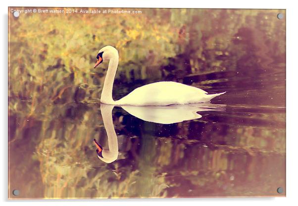 swan lake Acrylic by Brett watson