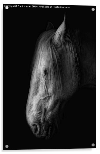 an old shire horse Acrylic by Brett watson