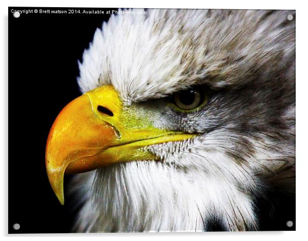 american eagle Acrylic by Brett watson