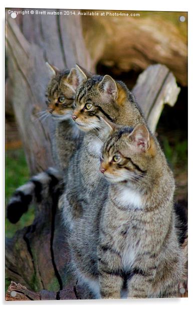 scotish wildcats Acrylic by Brett watson