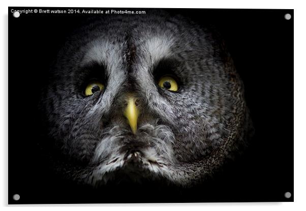  Great grey owl Acrylic by Brett watson