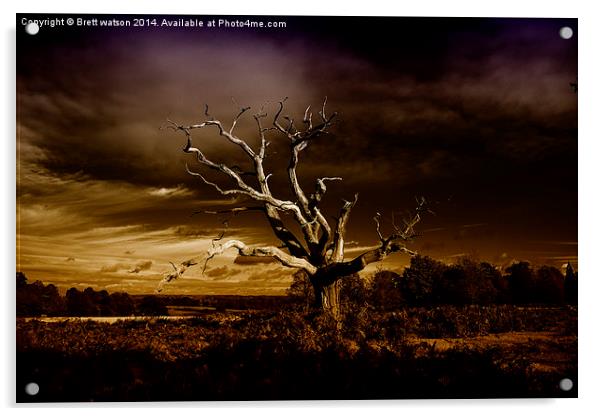  he dead tree Acrylic by Brett watson