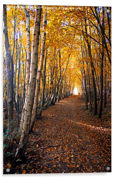 autumn path way Acrylic by Brett watson