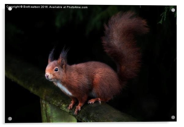  red squirrel Acrylic by Brett watson
