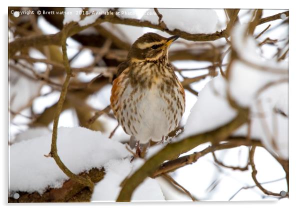 redwing in the snow Acrylic by Brett watson