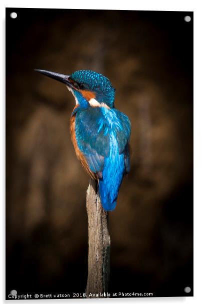 Male Kingfisher Acrylic by Brett watson