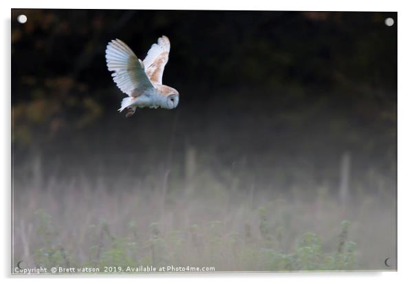 Barn owl on the hunt Acrylic by Brett watson
