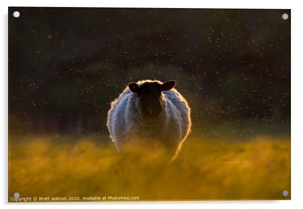 a sheep at sunset Acrylic by Brett watson