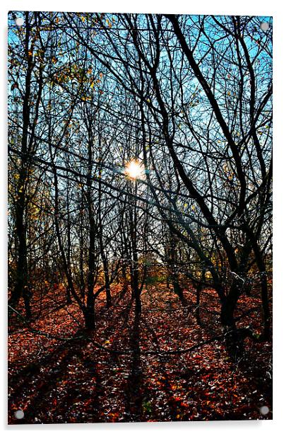 Autumn sun in the forest Acrylic by Natalie Foskett