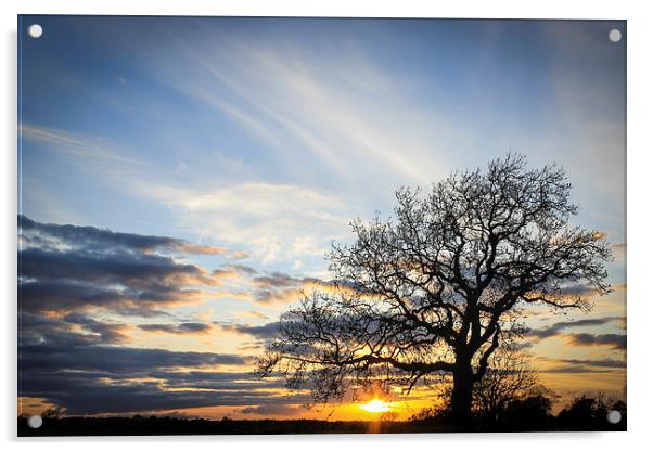 Lone Tree Sunset Acrylic by I Burns