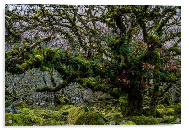 Wistmans Wood Dartmoor. Acrylic by Tracey Yeo
