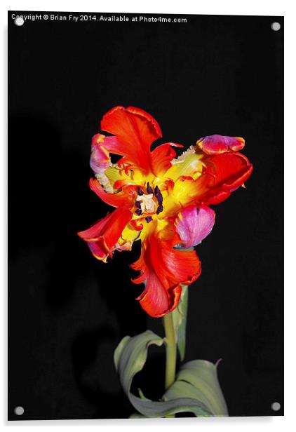 Beautiful Parrot Tulip Acrylic by Brian Fry