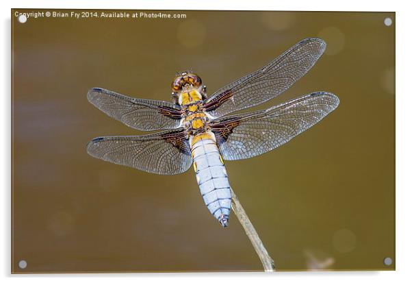 Broad bodied chaser dragonfly Acrylic by Brian Fry