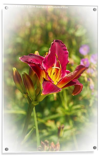 Beautiful red day lily  Acrylic by Brian Fry