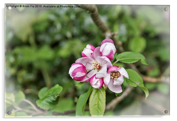 Spring Blossom Acrylic by Brian Fry