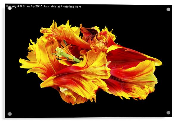  Flame Acrylic by Brian Fry