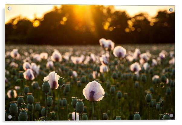 White Poppy Sunset Acrylic by Kevin Browne