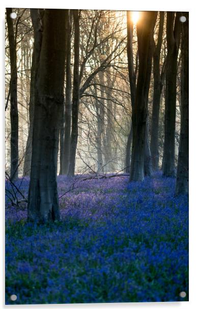 Micheldever Bluebells Sunrise Acrylic by Kevin Browne