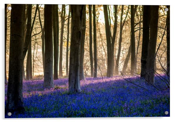 Bluebells Through The Woods Acrylic by Kevin Browne