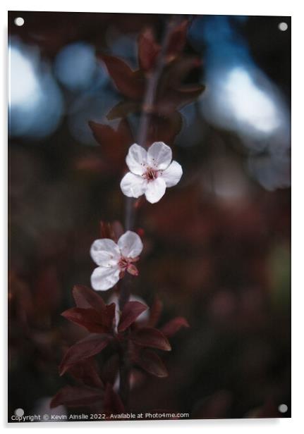 Blossom  Acrylic by Kevin Ainslie