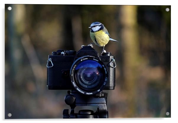  Bird on film camera Acrylic by Gerald Robinson
