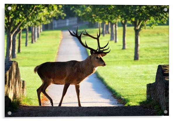 Wild Red Deer Stag at Wollaton Hall Acrylic by Gerald Robinson