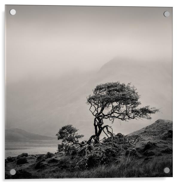 Skye Tree Acrylic by Dave Bowman