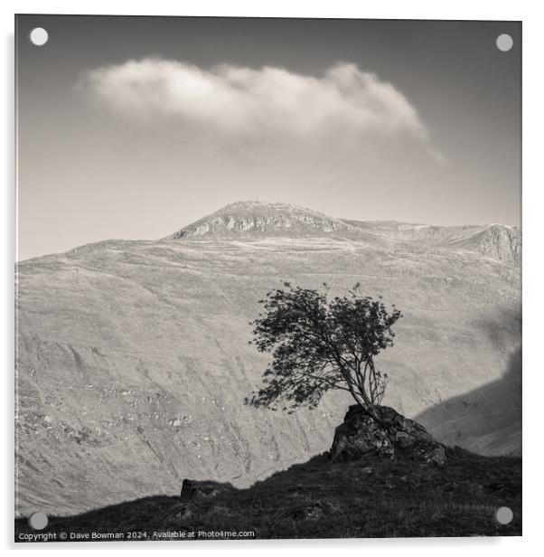 Glen Shiel Tree Acrylic by Dave Bowman
