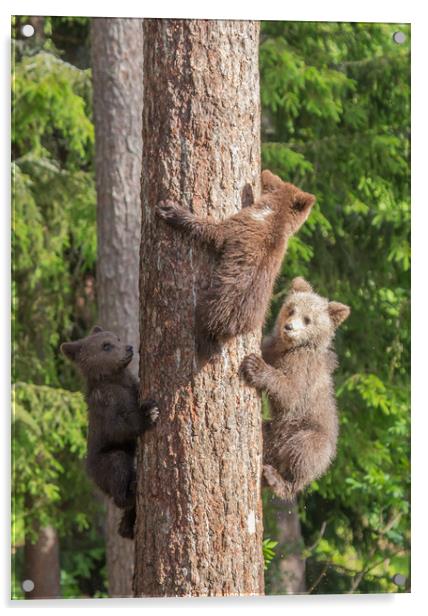 Climbing Bear Cubs Acrylic by Sarah Pymer
