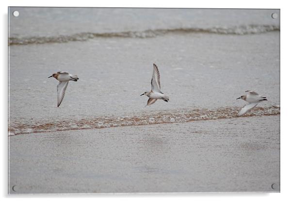 Plovers Acrylic by Lynette Holmes