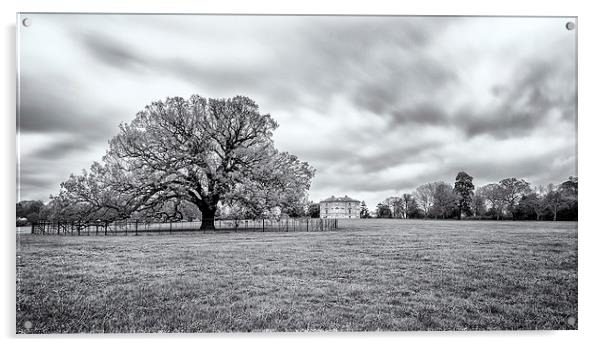  Old tree at Danson Park Acrylic by John Ly