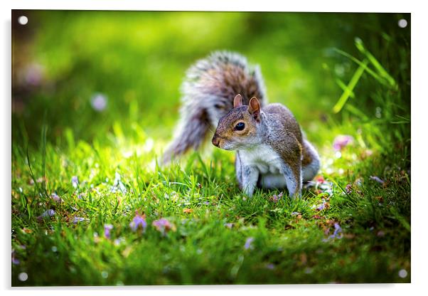 Grey Squirrel Acrylic by John Ly