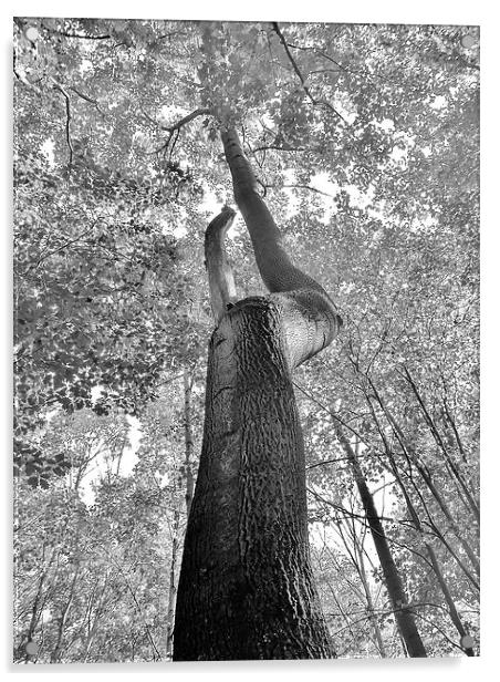 The oaks long life. Acrylic by Jeffrey Evans