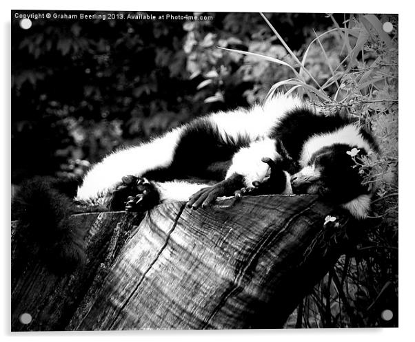 My Teenage Lemur Acrylic by Graham Beerling