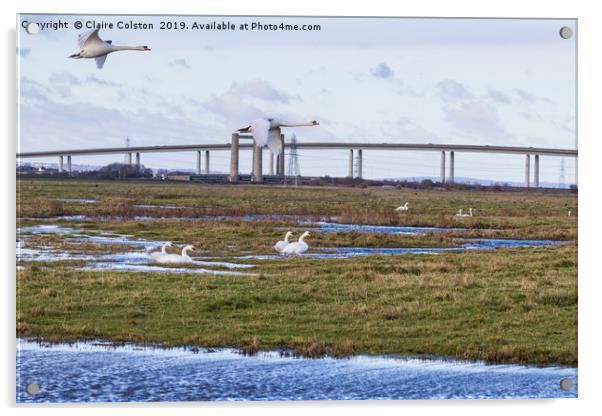 Geese flying Sheppey Bridge Acrylic by Claire Colston
