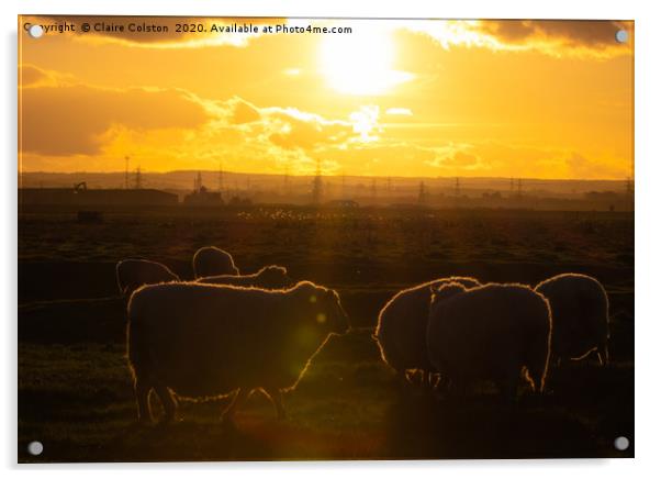 Sheep at Sunset Acrylic by Claire Colston