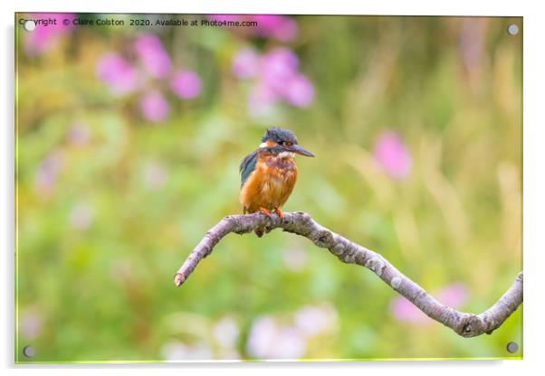 Kingfisher Acrylic by Claire Colston