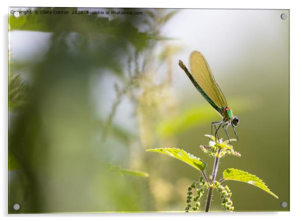 Dragonfly Acrylic by Claire Colston