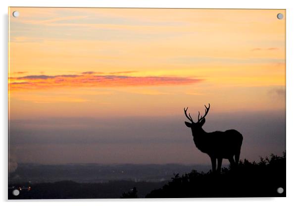 silhouette of a stag Acrylic by Helen Cooke