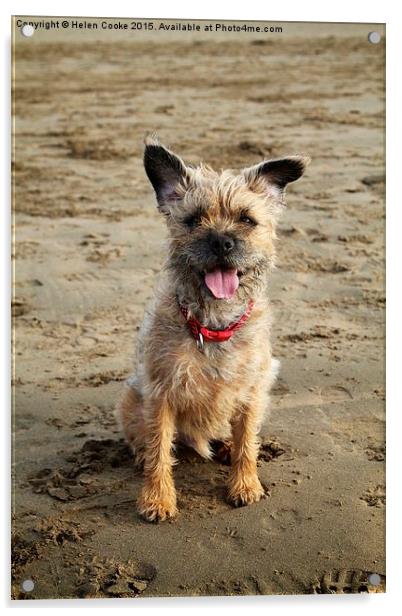  Border terrier on the beach Acrylic by Helen Cooke