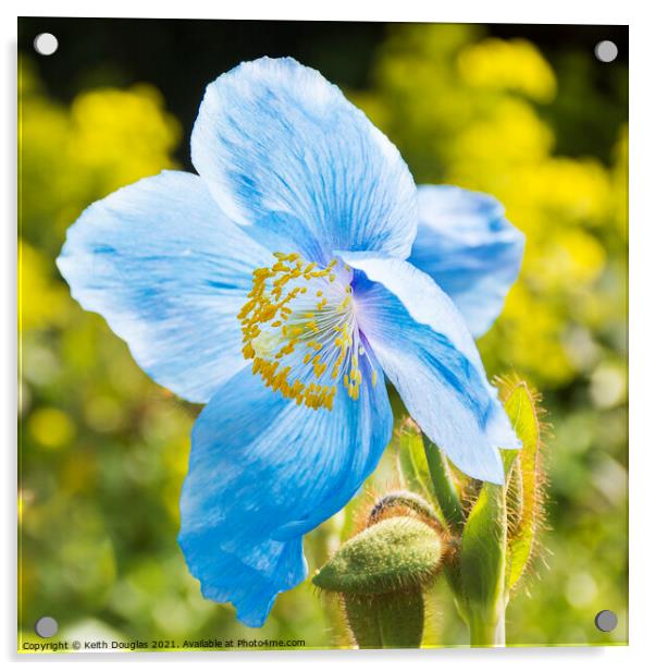 Himalayan Blue Poppy - Meconopsis Grandis Acrylic by Keith Douglas