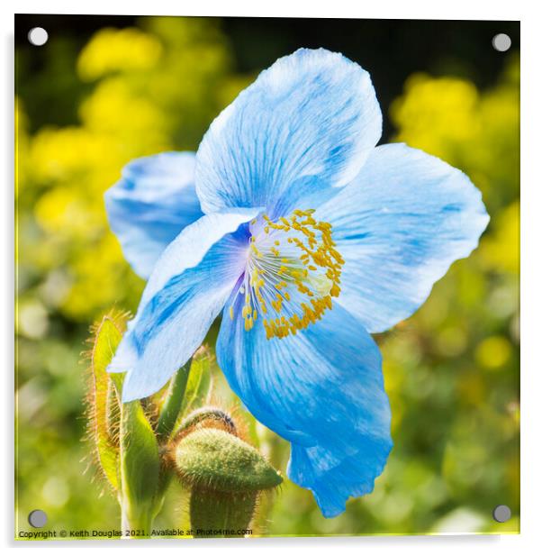 Himalayan Blue Poppy - Meconopsis Grandis Acrylic by Keith Douglas