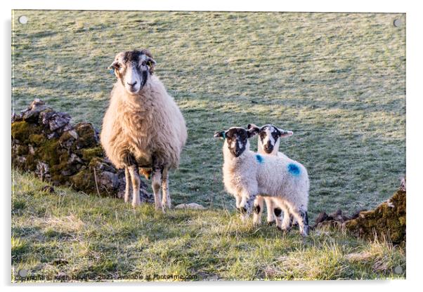 Serene Family of Sheep Acrylic by Keith Douglas