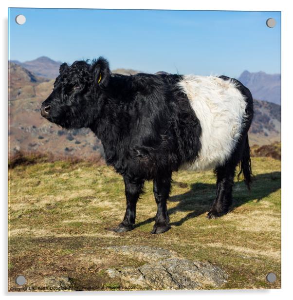 Belted Galloway cow in the Lake District Acrylic by Keith Douglas
